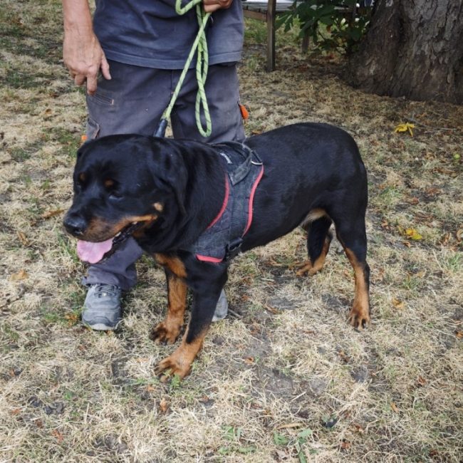 Oural - Chien Rottweiler à adopter
