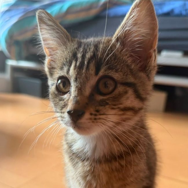 Brume - Chat Européen à adopter