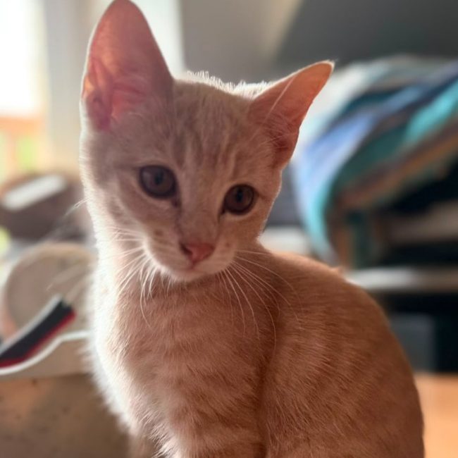 Balou - Chat Européen à adopter