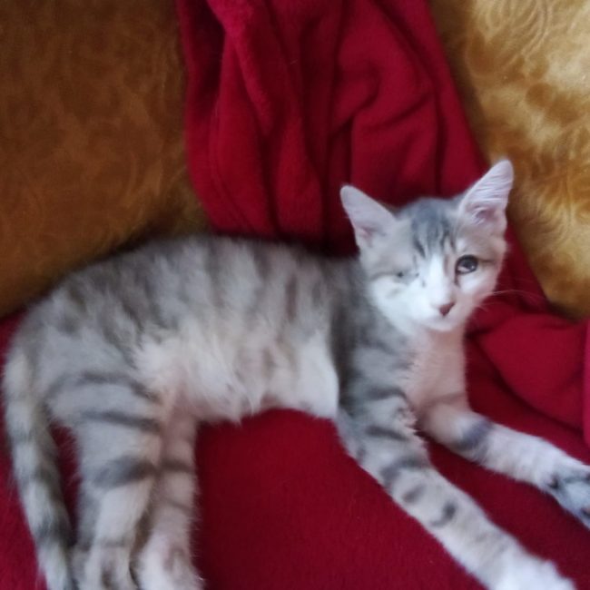Biscotte - Chat Européen à adopter