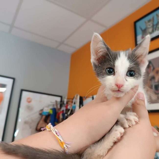 Volo - Chat Européen à adopter