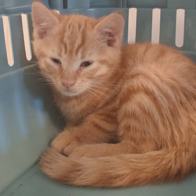 Adorable - Chat Européen à adopter