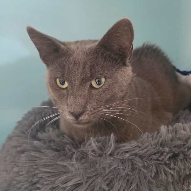 Mistigri - Chat Européen à adopter