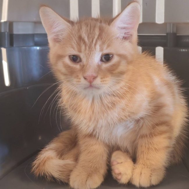 Craquant - Chat Européen à adopter