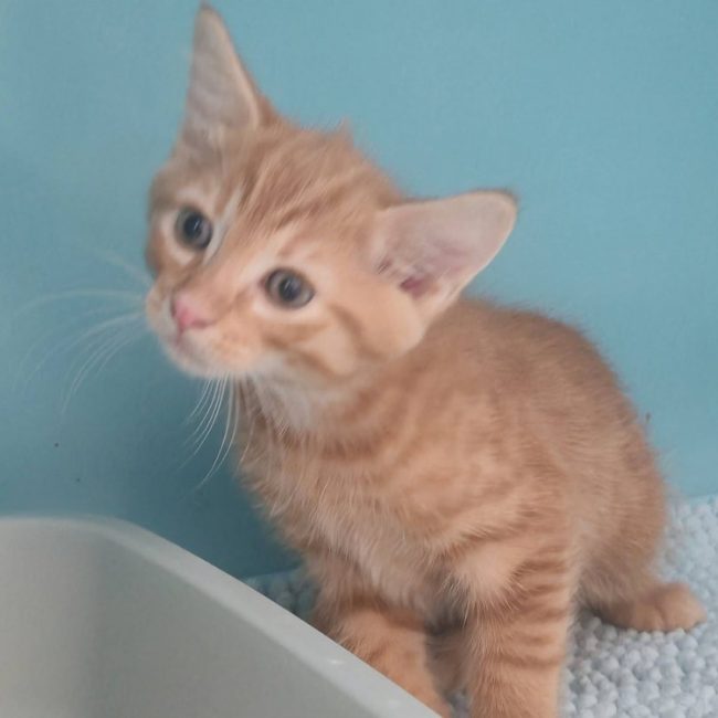 Charmant - Chat Européen à adopter