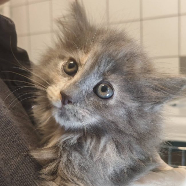 Chou - Chat Européen à adopter