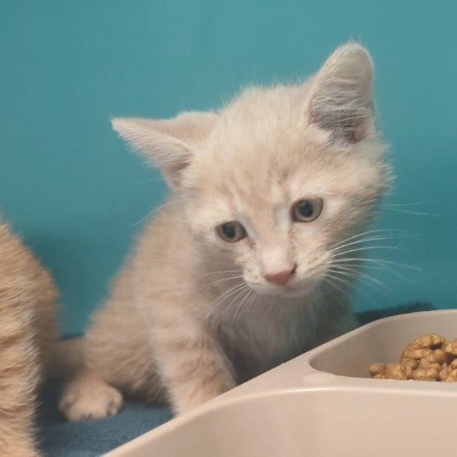 Joli - Chat Européen à adopter