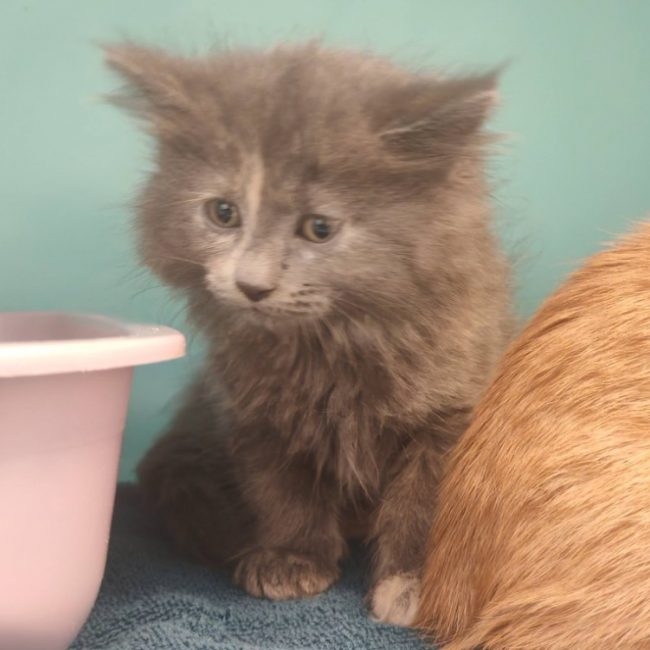 Mignon - Chat Européen à adopter