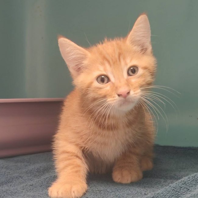 Merveilleux - Chat Européen à adopter