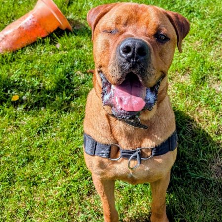 Cheddar - Chien Cane Corso à adopter