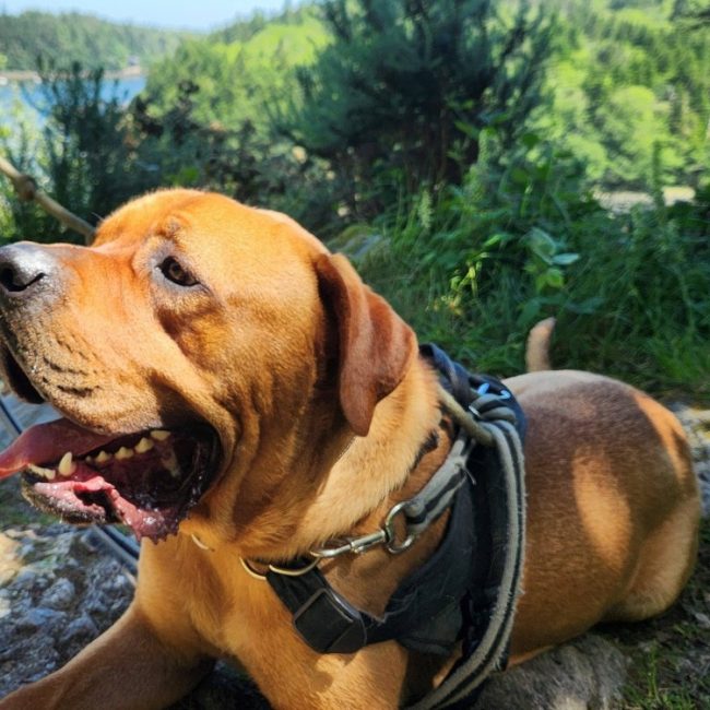 Cheddar - Chien Cane Corso à adopter