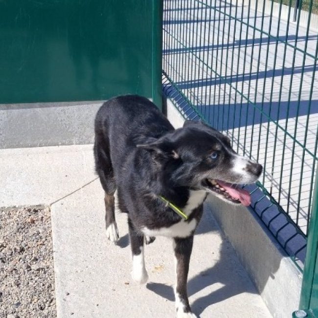 Tikita - Chien à adopter