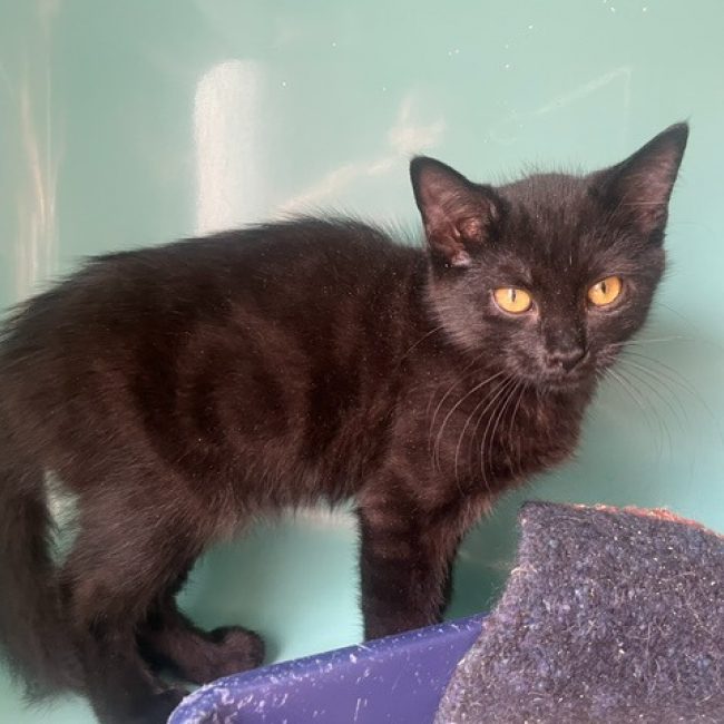 Nemo - Chat Européen à adopter