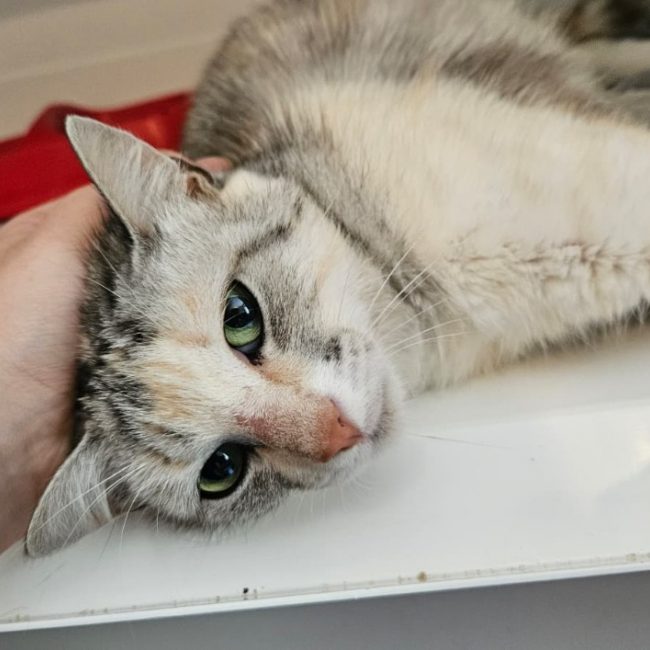 Roxy - Chat Européen à adopter