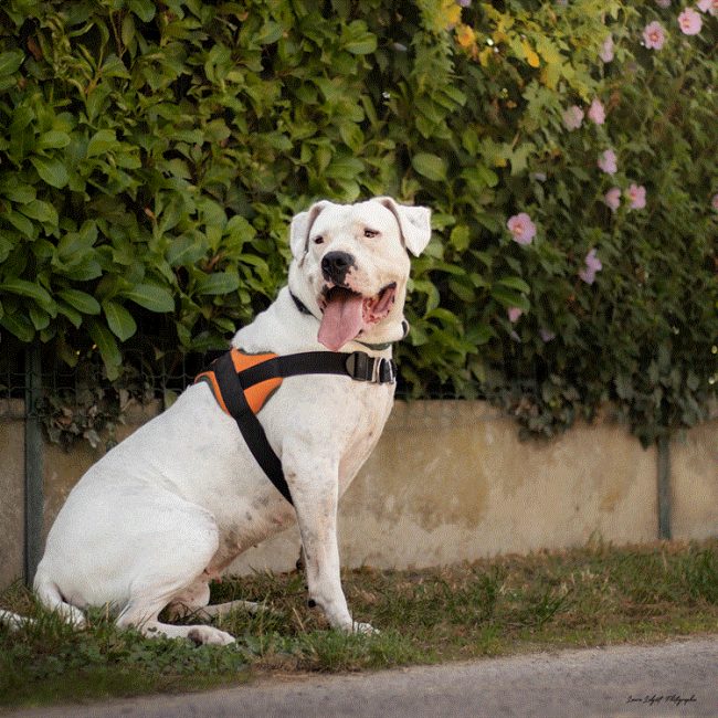 Nikita - Chien Dogue Argentin à adopter