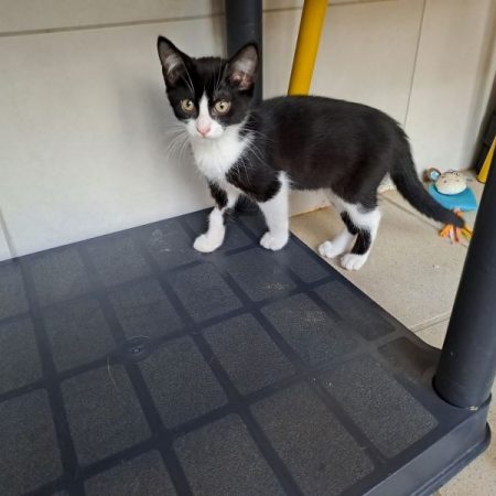 Banjo - Chat à adopter