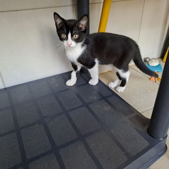 Banjo - Chat à adopter