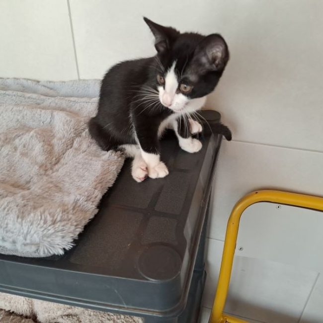 Biscotte - Chat Européen à adopter