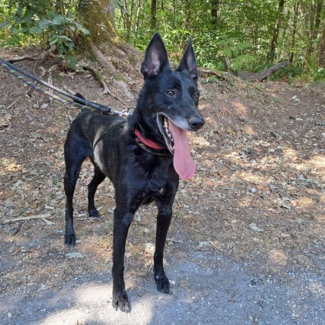 Mirka - Chien Berger à adopter