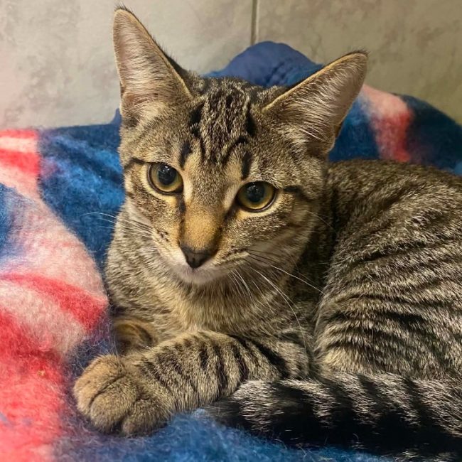 Panini - Chat Européen à adopter