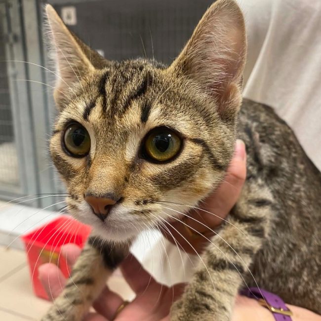 Calzone - Chat Européen à adopter