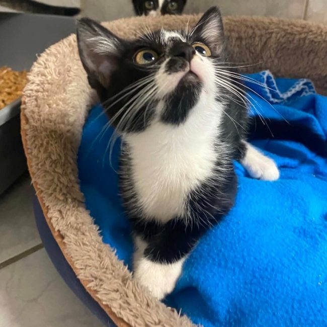 Carla - Chat Européen à adopter