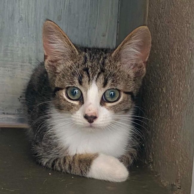 Bonno - Chat Européen à adopter