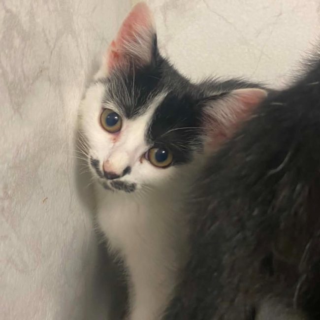 Azia - Chat Européen à adopter
