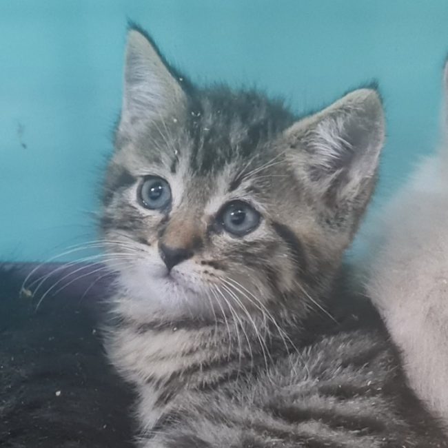 Edwige - Chat Européen à adopter