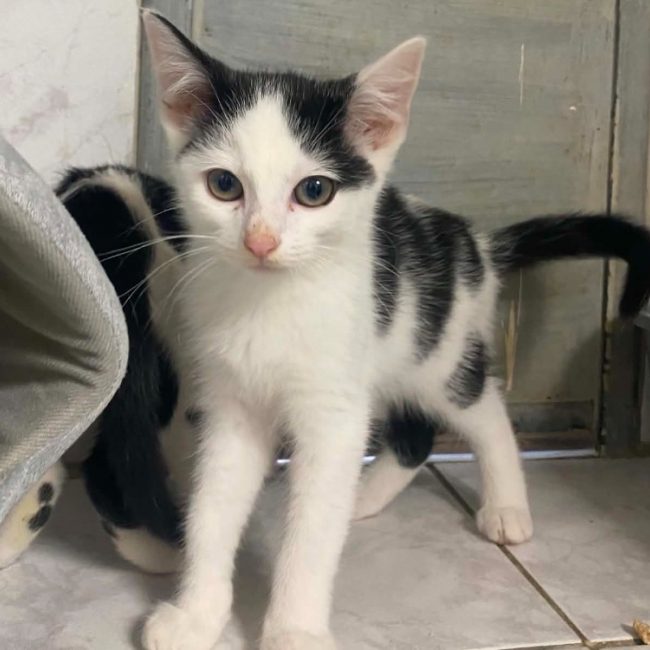 Rozo - Chat Européen à adopter