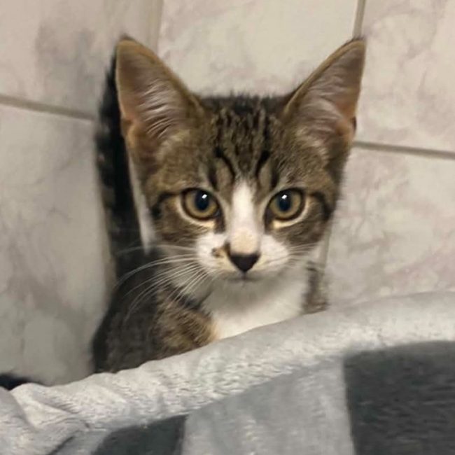 Jeano - Chat Européen à adopter