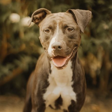 Chance - Chien à adopter