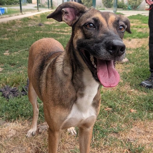 Zelie - Chien à adopter