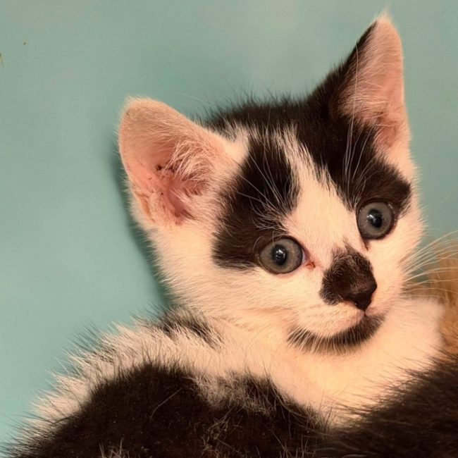 Cassi - Chat Européen à adopter