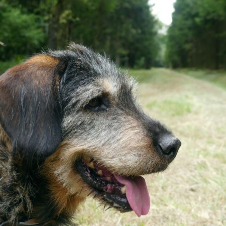 Max - Chien Griffon Nivernais à adopter