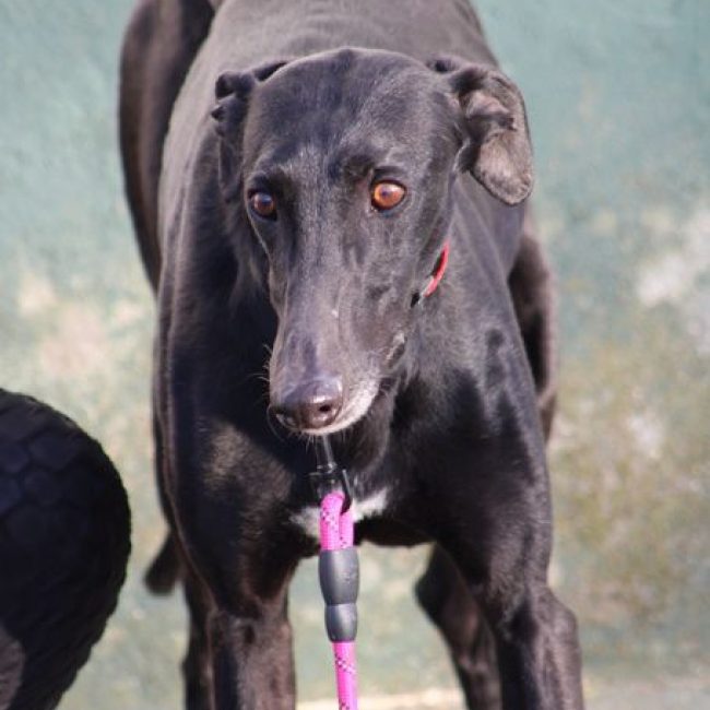 BOMBON - Chien Galgo à adopter