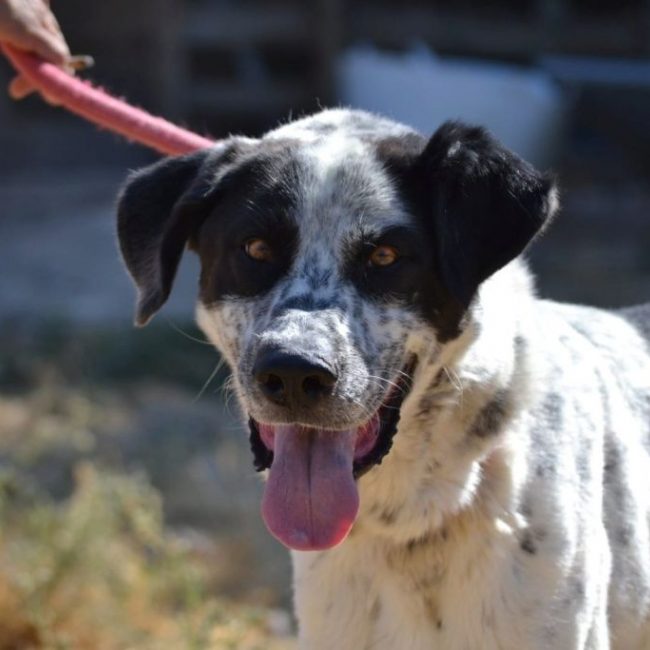 HARO - Chien Mâtin Espagnol à adopter