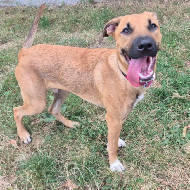 Ben - Chien Berger Belge Malinois à adopter