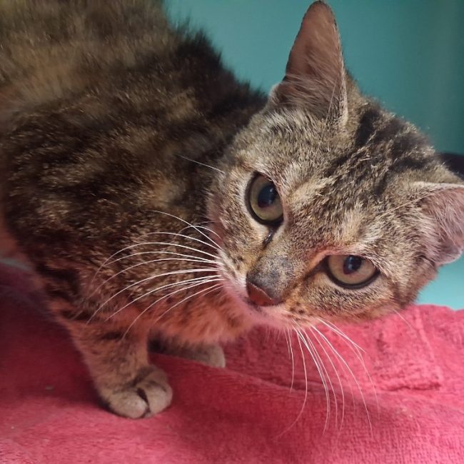 Penelope - Chat Européen à adopter