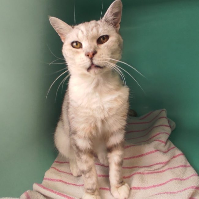 Kimie - Chat Européen à adopter