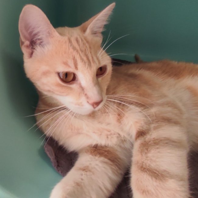 Mulouz - Chat Européen à adopter