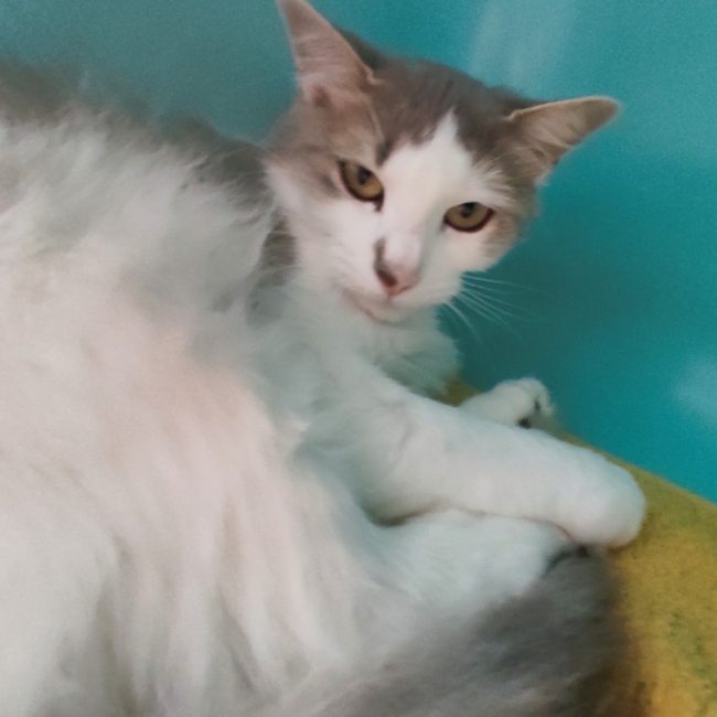 Pignata - Chat Européen à adopter