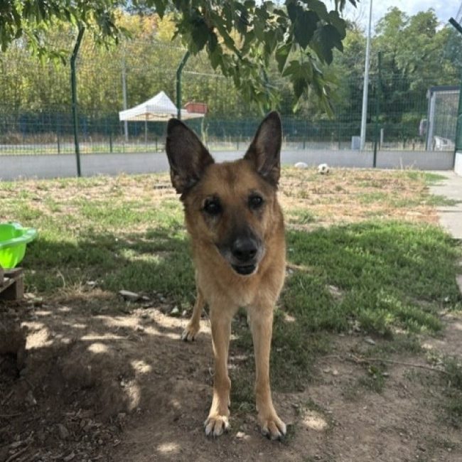 Hawai - Chien Berger Belge Malinois à adopter
