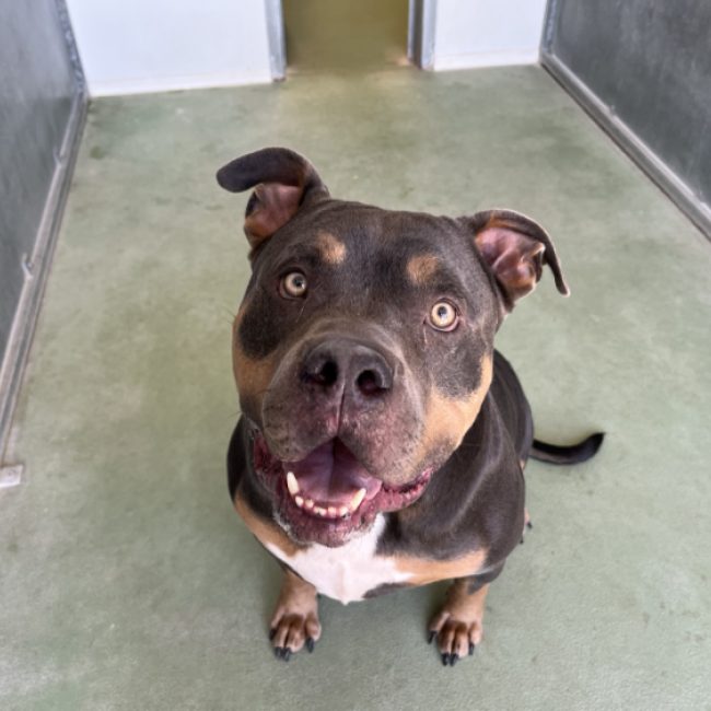 Sully - Chien American Bully à adopter