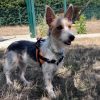 Milou