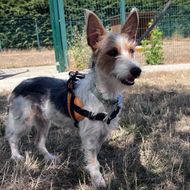 Milou