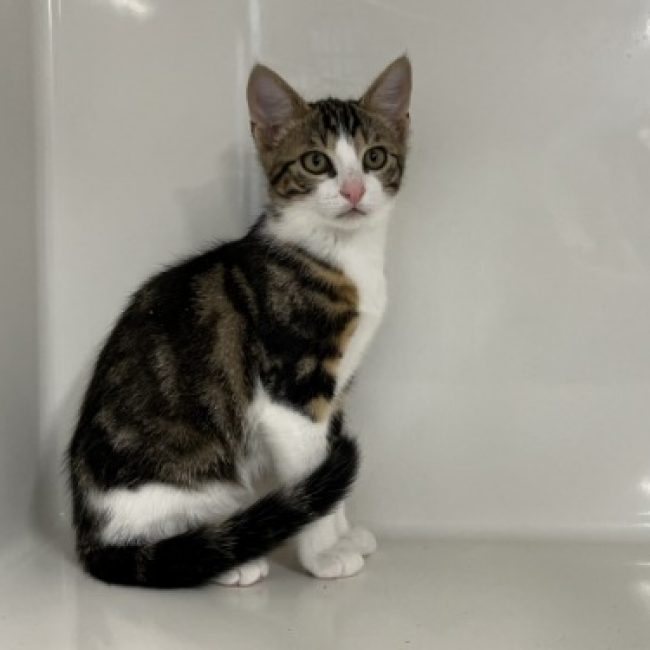 Mono - Chat Européen à adopter