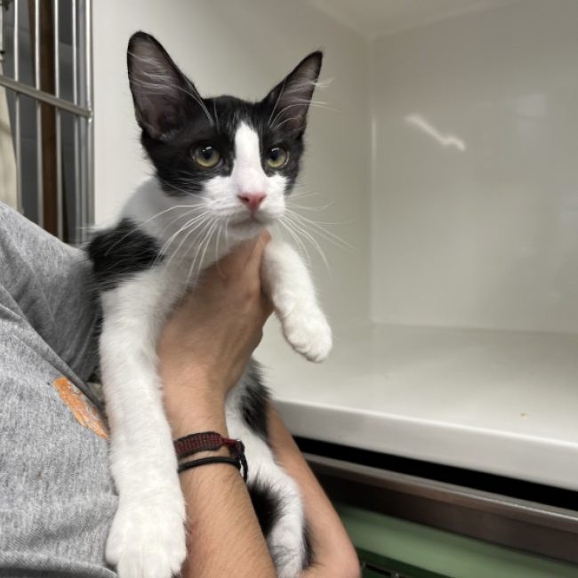 Boule - Chat Européen à adopter