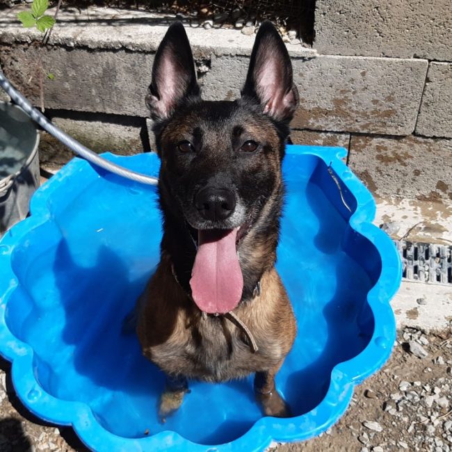 Daisy - Chien Berger Belge Malinois à adopter