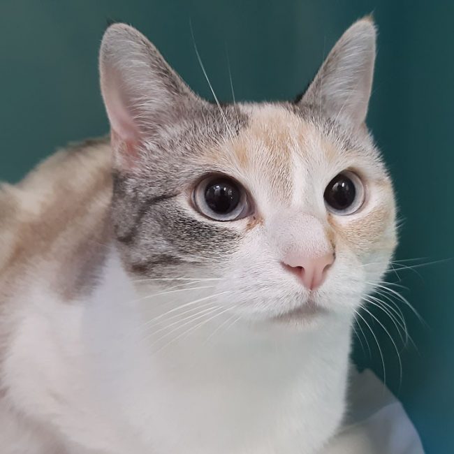 Wendy - Chat Ragdoll à adopter